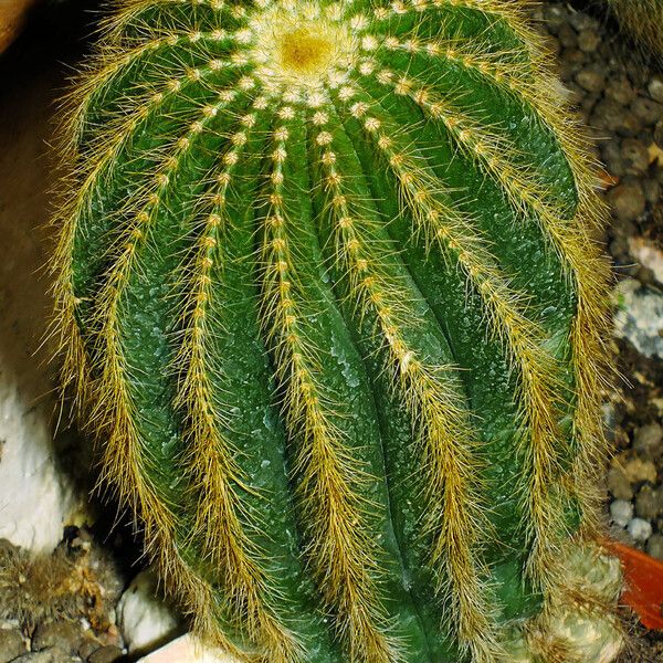 Parodia schumanniana