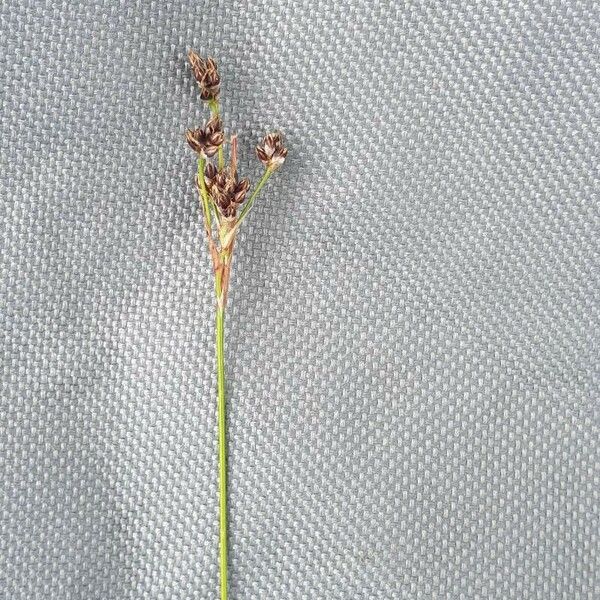 Juncus alpinoarticulatus Flor