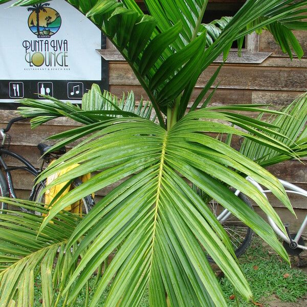 Areca catechu Ліст