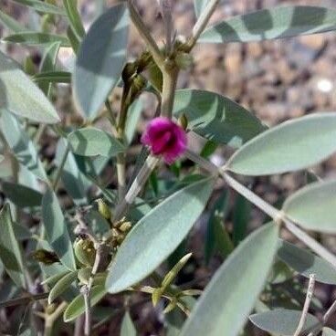 Tephrosia purpurea Flower