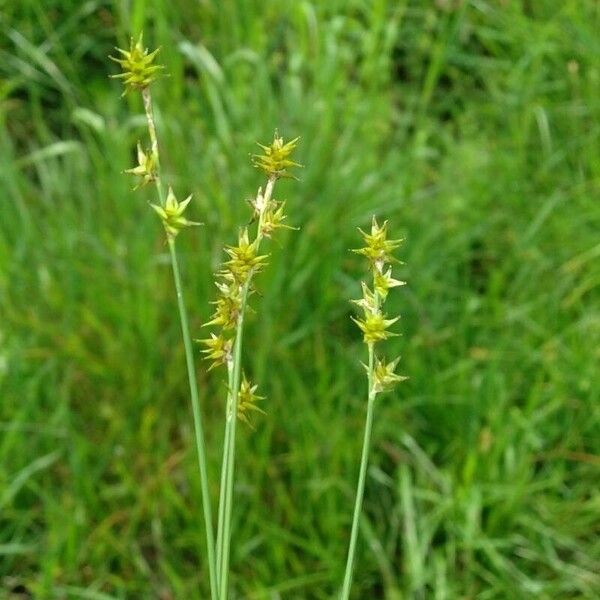 Carex echinata Floro