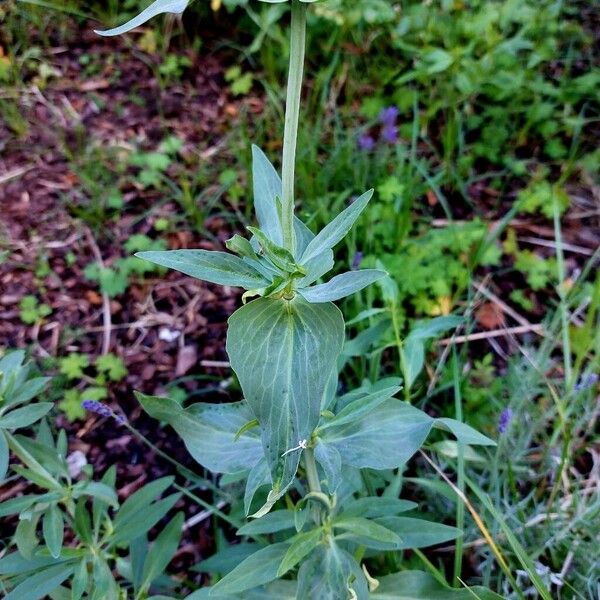 Valeriana rubra Лист