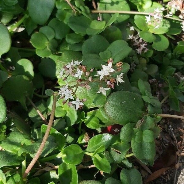 Crassula multicava Flor