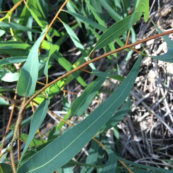 Corymbia citriodora برگ