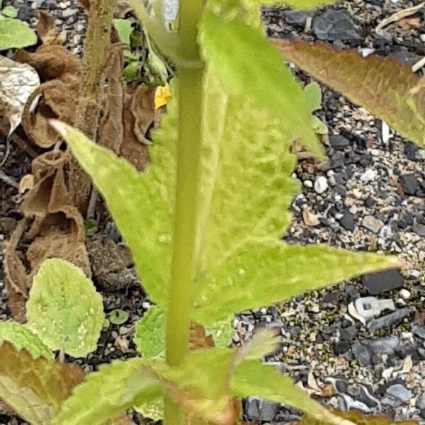 Agastache foeniculum 树皮