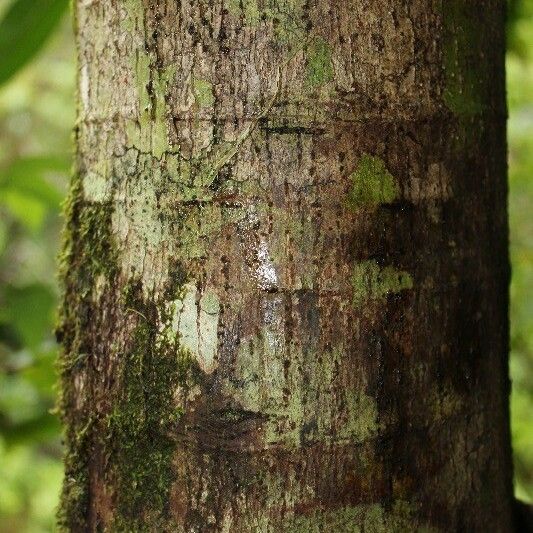 Ficus mauritiana Corteccia