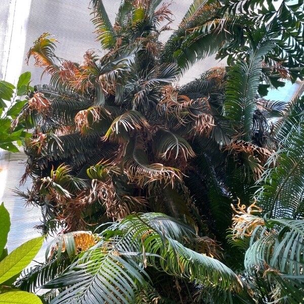 Cycas zeylanica