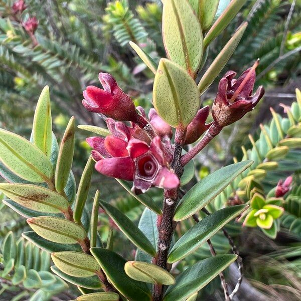 Metrosideros operculata Fruchs