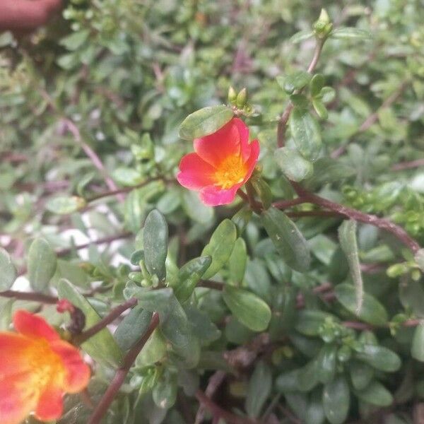 Portulaca umbraticola Flor