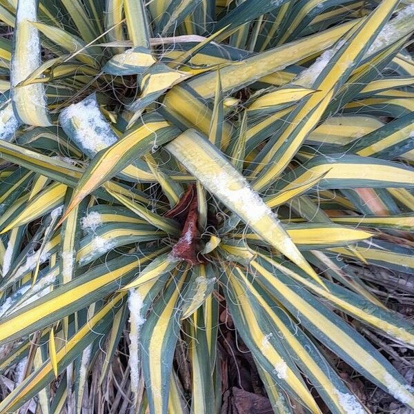 Yucca filamentosa 整株植物