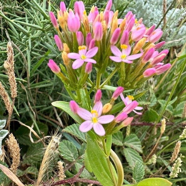 Centaurium littorale 整株植物