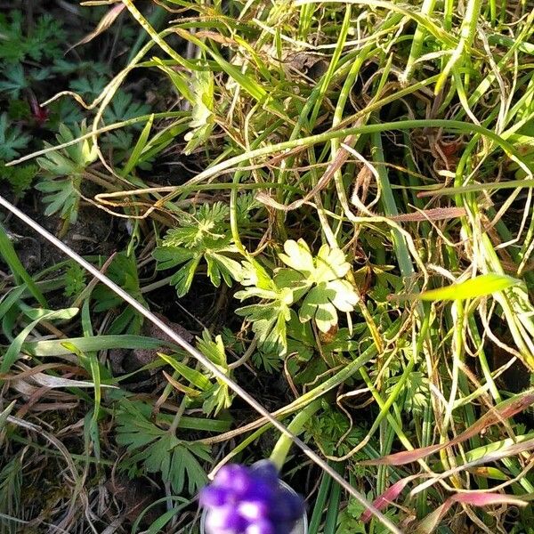 Muscari neglectum Flor