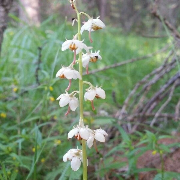 Pyrola rotundifolia Flower