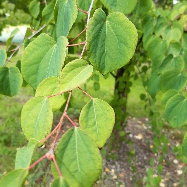 Cercidiphyllum japonicum List