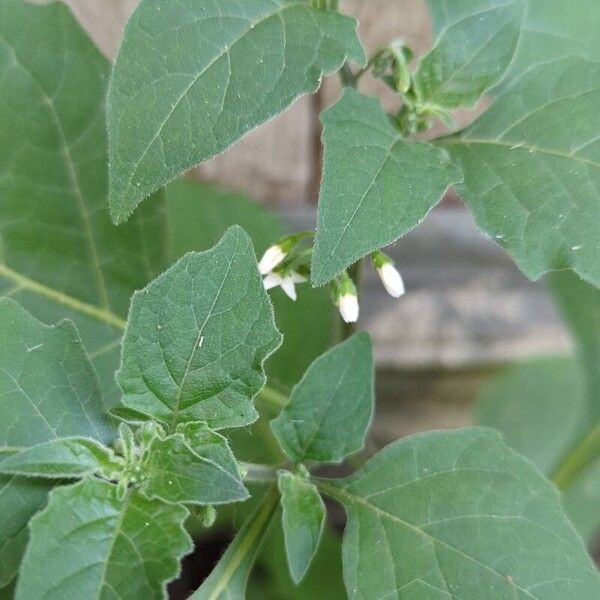 Solanum chenopodioides Лист