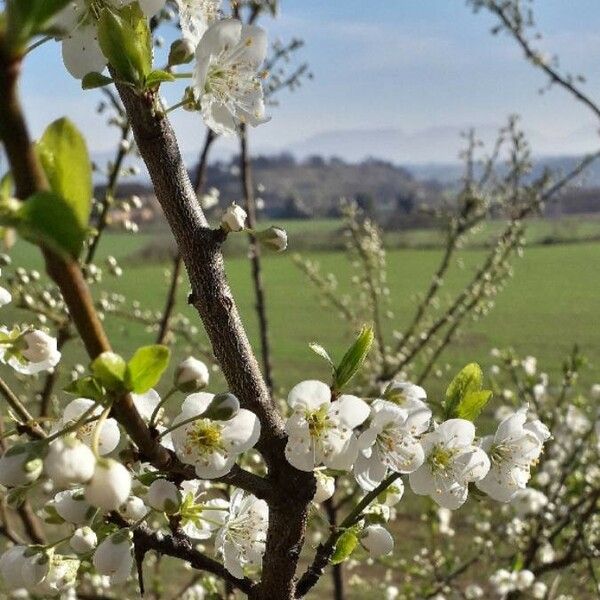 Prunus avium Кветка