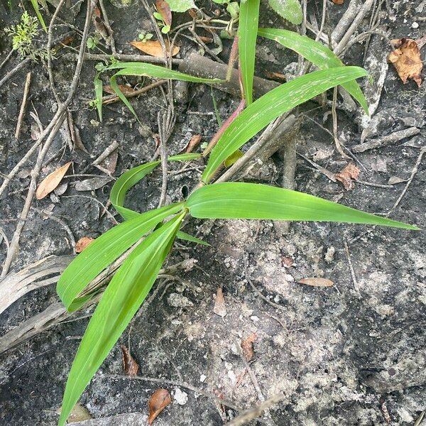 Paspalum repens Leht