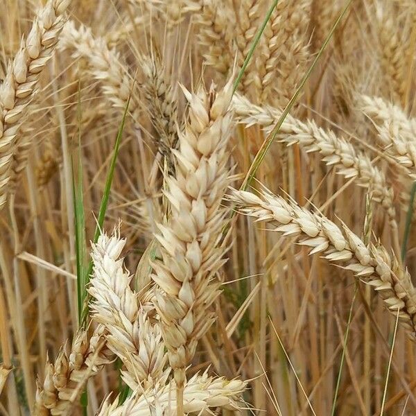 Triticum aestivum Fruit