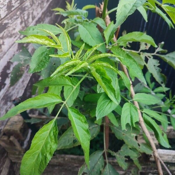 Sambucus canadensis Leaf