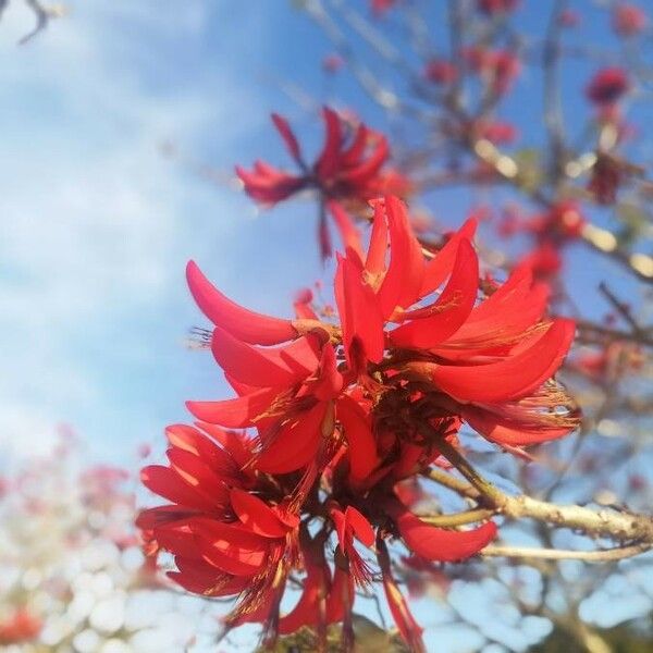 Erythrina variegata Blüte