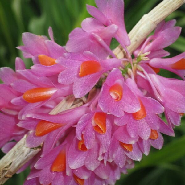 Dendrobium pseudoglomeratum Kvet