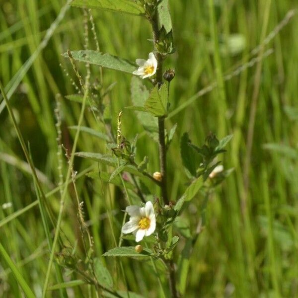 Sida spinosa Kwiat