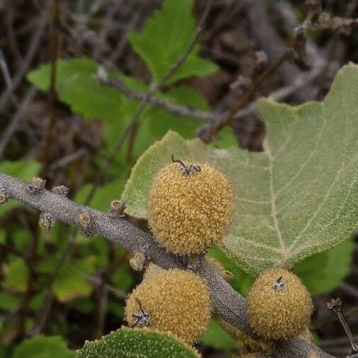 Croton flavens Fruit