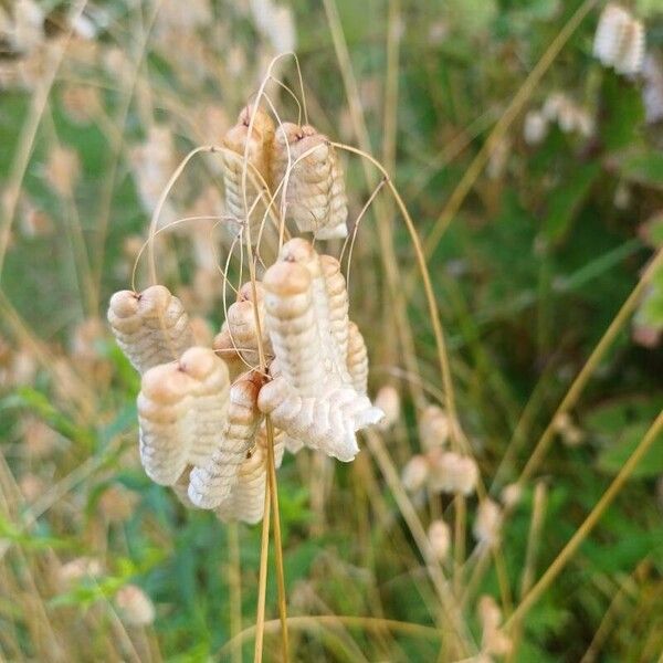 Briza maxima Flor