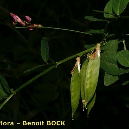 Vicia dumetorum Annet