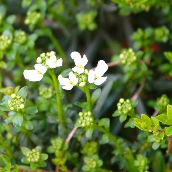 Iberis sempervirens Blomma