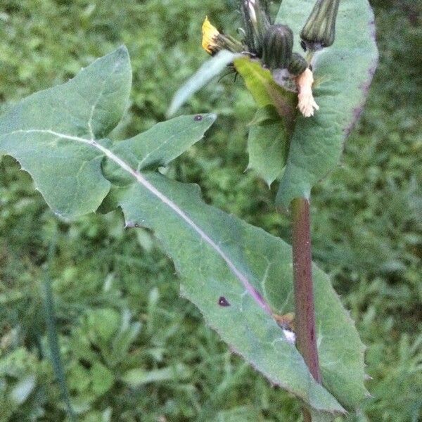 Sonchus oleraceus Leaf