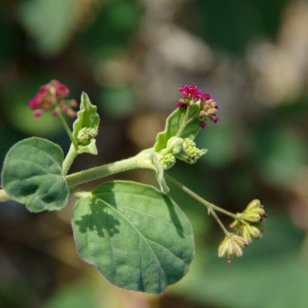 Boerhavia repens Outro