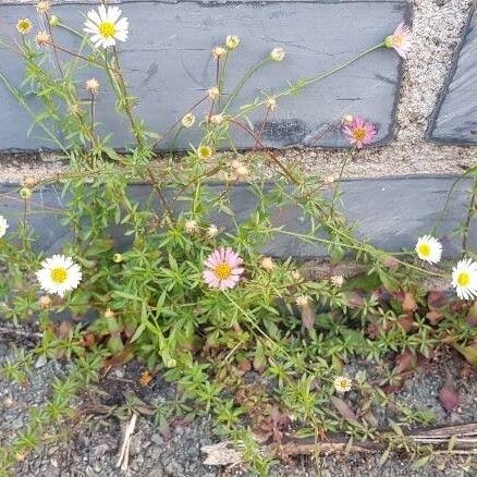 Erigeron karvinskianus Цветок