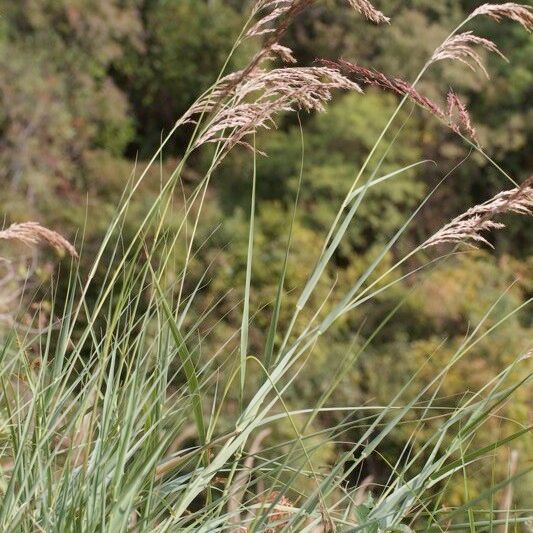 Arundo plinii Хабит