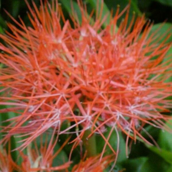 Scadoxus multiflorus Λουλούδι