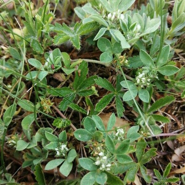 Trifolium striatum Blatt