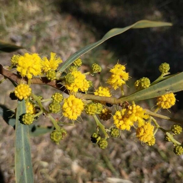 Acacia saligna Flower