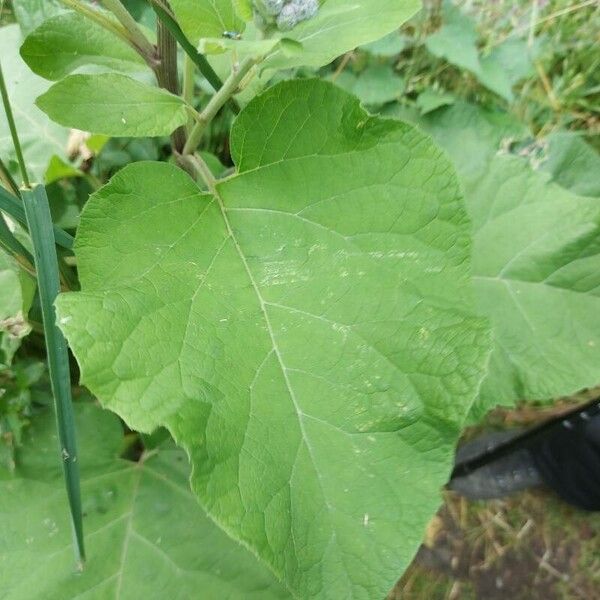 Arctium tomentosum Лист