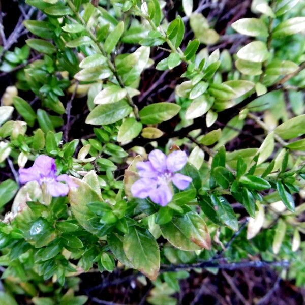 Fagonia cretica Habit