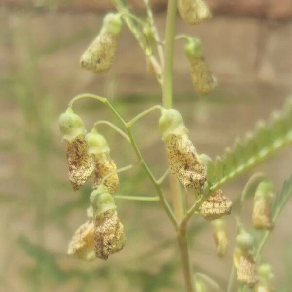 Sesbania sesban Fiore