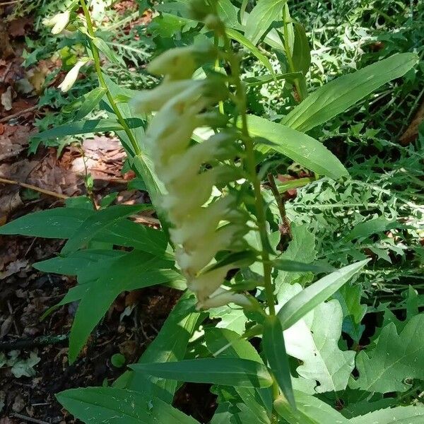 Digitalis lutea Vekstform