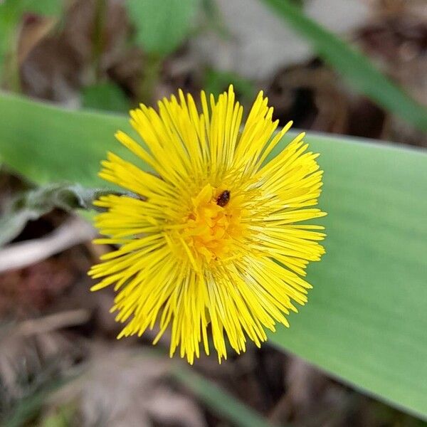 Tussilago farfara Flor