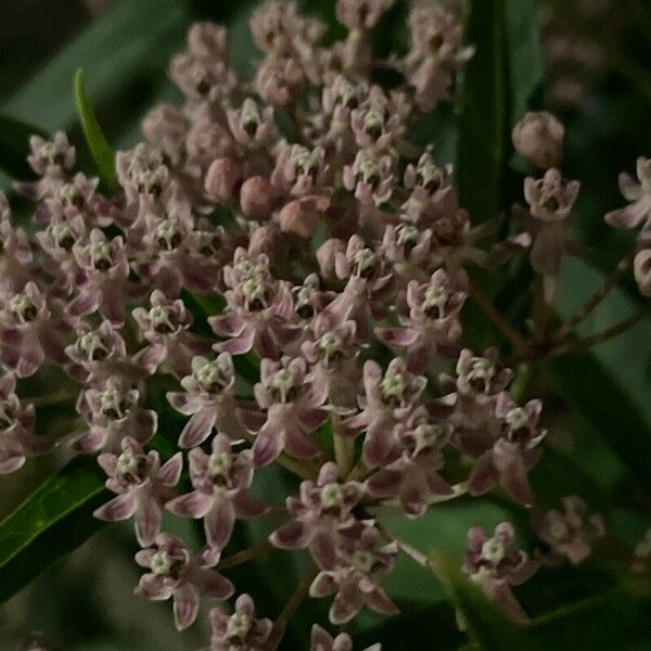 Asclepias incarnata Flower