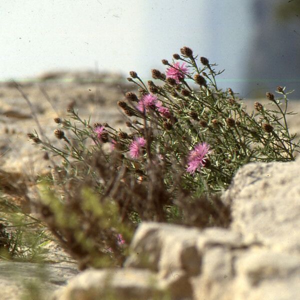 Centaurea corymbosa Hábito