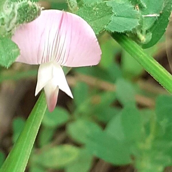 Ononis reclinata Flower