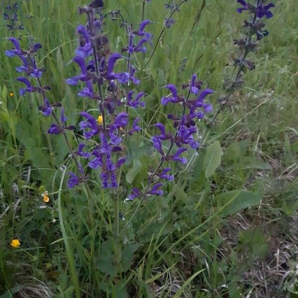 Salvia pratensis Flor