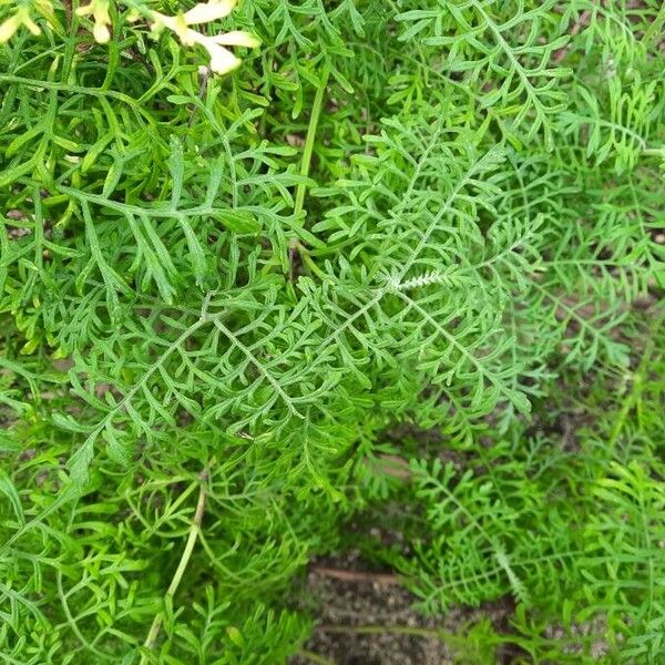 Lavandula canariensis Feuille