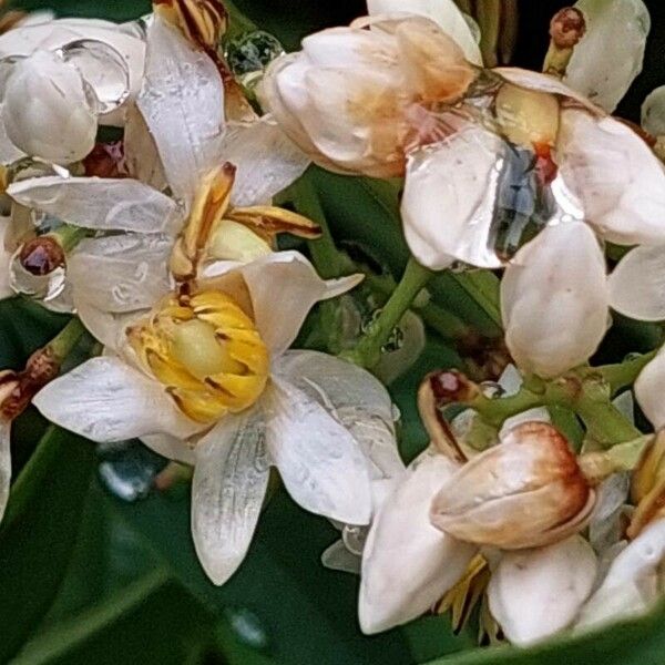 Nandina domestica 花