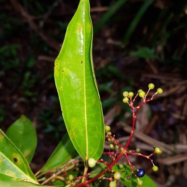 Miconia poeppigii Leaf