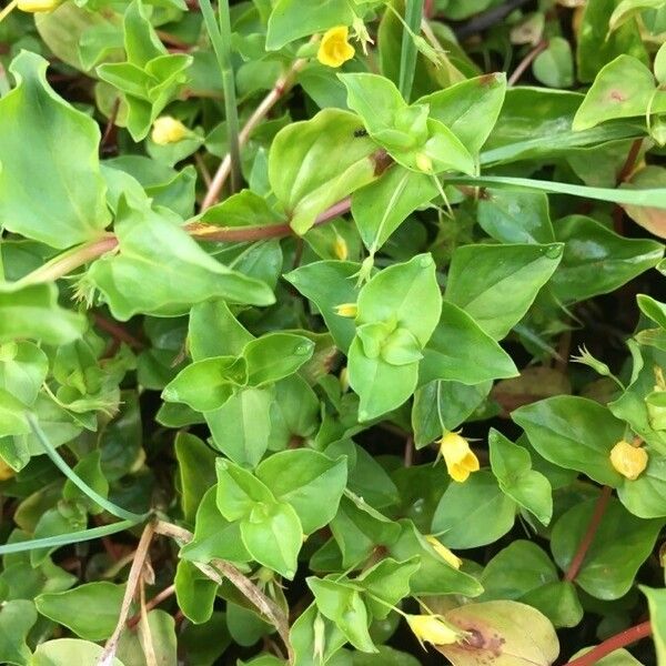 Lysimachia nemorum Leaf